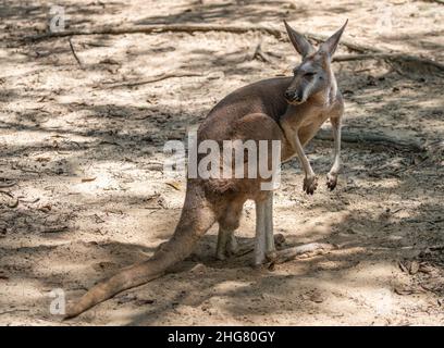 Ganzkörperkänguru im Zoo, natürliches Licht und Schatten am Körper des Känguru. Stockfoto