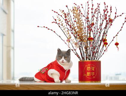 Eine niedliche Katze mit traditionellem chinesischen Kleid mit Topfpflanze für das neue Jahr die chinesische Übersetzung ins Englische heißt Happy Chinese New Year Stockfoto