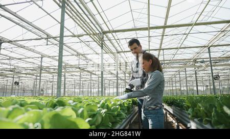 Die agronomische Geschäftsfrau analysiert kultivierte frische Salate