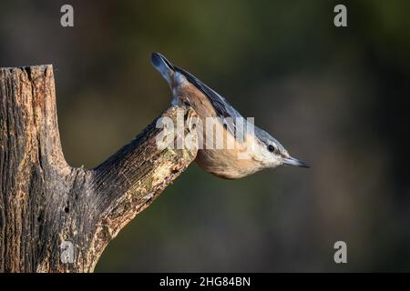 Eine Nahaufnahme eines Akts Sitta europaea, der auf einem Baumstumpf steht Stockfoto