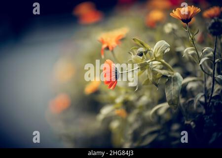 Orangefarbene Kamillen - Calendula. Im Garten wachsen orangefarbene Blüten der Ringelblume. Heilpflanze. Stockfoto