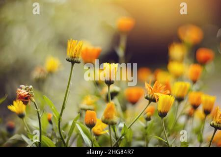Orangefarbene Kamillen - Calendula. Im Garten wachsen orangefarbene Blüten der Ringelblume. Stockfoto