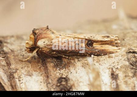 Nahaufnahme einer Shuttle-förmigen Dart Motte, Agrotis puta, die auf einem Stück Holz im Garten sitzt Stockfoto