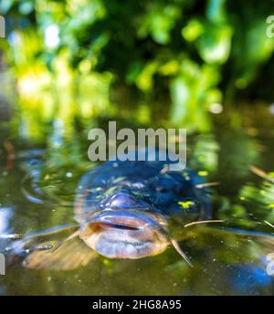 Der riesige Koi-Karp schwimmt in einem von Menschen gemachten Teich in einem japanischen Zen-Garten. Stockfoto