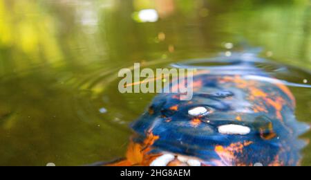 Der riesige Koi-Karp schwimmt in einem von Menschen gemachten Teich in einem japanischen Zen-Garten. Stockfoto