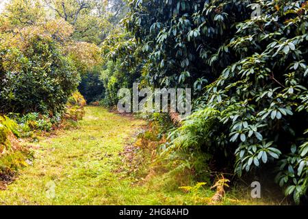Eine schöne Aussicht auf einem Pfad oder einer Route in einem dichten Wald, im Herzen von England, Großbritannien. Der Wald wunderschön erhalten und gepflegt. Stockfoto