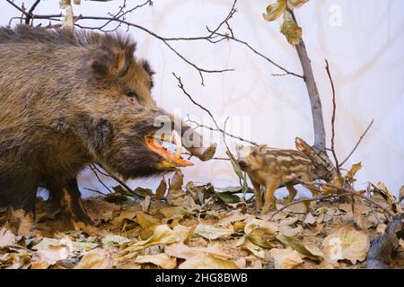 Ein ausgestopftes, totes, ausgestopftes Wildschwein, Schwein, Schwein mit seinem Ferkelbaby. In einem Diorama im Naturmuseum in Taschkent, Usbekistan. Stockfoto