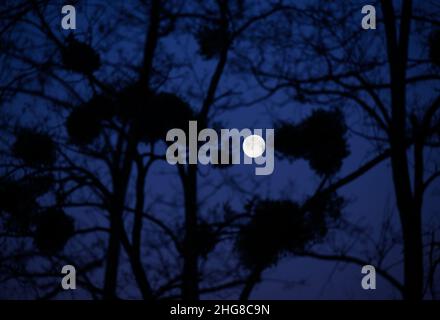 Dresden, Deutschland. 19th Januar 2022. Der abnehmende Mond geht am Morgen hinter Bäumen am Ufer der Elbe unter. Quelle: Robert Michael/dpa-Zentralbild/dpa/Alamy Live News Stockfoto