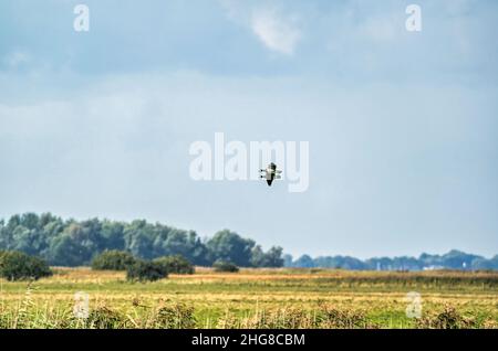 Zwei Barnakelgänse, Branta leucopsis, fliegen in einem blauen Himmel. Über Gras und Schilf im Herbst. In ihrem Lebensraum Stockfoto