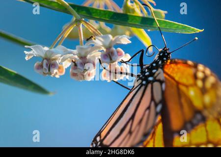 Nahaufnahme des Monarchen-Schmetterlings, der sich von Milchblüten ernährt. Selektiver Fokus auf Schmetterlingskopf. Stockfoto