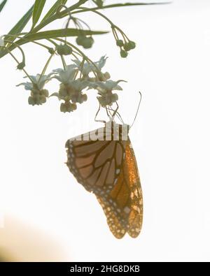 High-Key-Bild des Monarchen Schmetterling von der untergehenden Sonne beleuchtet, Fütterung von Milchblüten. Vertikales Format. Stockfoto