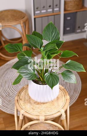 Tropische 'Homalomena rubescens Emerald Gem' Zimmerpflanze in Blumentopf auf Tisch im Wohnzimmer Stockfoto