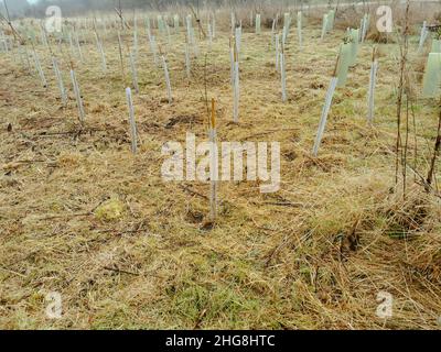 Die Kultur der Baumknödel auf dem Feld bedeutete für die Wiederaufforstung der Gebiete, in denen die Zahl der Bäume zurückging Stockfoto