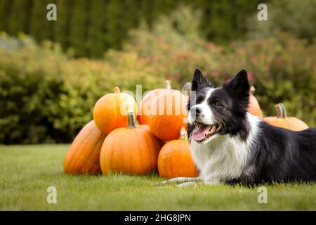 Happy Border Collie liegt mit einer Gruppe von Kürbissen auf Gras. Lächelnder schwarz-weißer Hund mit Orange Cucurbita Pepo im Garten. Stockfoto