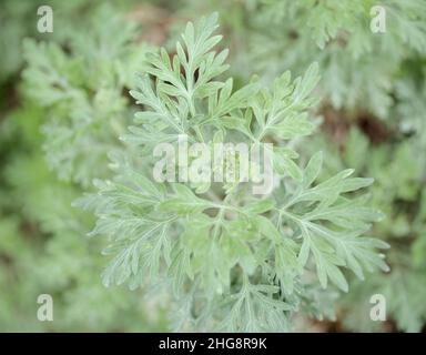 Flora von Gran Canaria - Artemisia thuscula, aufgrund seiner hocharomatischen Eigenschaften lokal als Weihrauch bezeichnet, natürlicher makrorlümiger Hintergrund Stockfoto