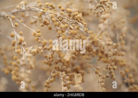 Flora von Gran Canaria - Artemisia thuscula, aufgrund seiner hocharomatischen Eigenschaften lokal als Weihrauch bezeichnet, natürlicher makrorlümiger Hintergrund Stockfoto