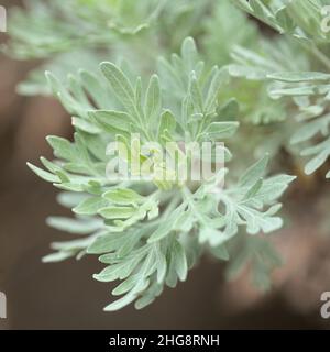 Flora von Gran Canaria - Artemisia thuscula, aufgrund seiner hocharomatischen Eigenschaften lokal als Weihrauch bezeichnet, natürlicher makrorlümiger Hintergrund Stockfoto
