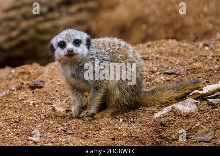 Der kleine junge Erdmännchen (Suricata suricatta) sitzt auf einem Sand. Stockfoto