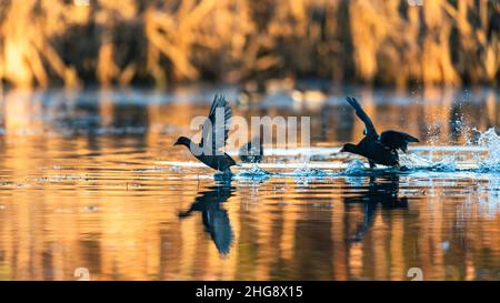 Moorhen, Marsh Hen, Gallinula chloropus im Kampf auf dem Wasser Stockfoto