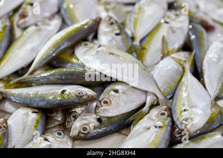 Nahaufnahme von frischem Gelbstreifen-Scad-Fisch auf dem Fischmarkt Stockfoto