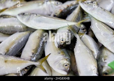 Nahaufnahme von frischem Gelbstreifen-Scad-Fisch auf dem Fischmarkt Stockfoto