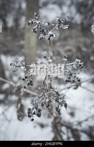 Blumen des Laubgrases, Büsche bedeckt mit Eiskruste nach dem eisigen Regen, Fragment, Hintergrund. Ausgewählter Fokus Stockfoto