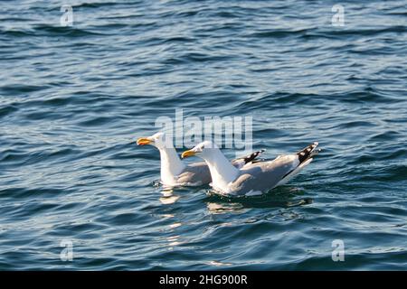 Zwei schwimmende Möwen in der Ostsee. Nahaufnahme der großen Vögel. Nahaufnahme Stockfoto