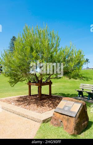 Eine junge kleine Aleppo-Kiefer (Pinus halepensis), die seit 2016 in Tuncury aus einem von der Kinderkrippe war Memorial in Canberra, Australien, bereitgestellten Kraut wächst Stockfoto