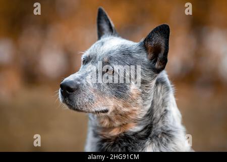 Nahaufnahme eines australischen Rinderhundes oder blauen Heelers über die Natur im Herbst. Stockfoto