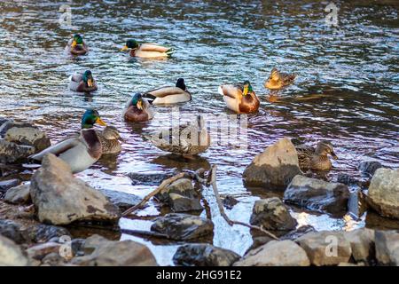 Entenschar auf dem Wasser am Flussufer Stockfoto