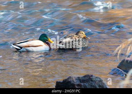 Ein Paar Stockenten auf dem Wasser - eine männliche und eine weibliche Ente Stockfoto