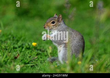 Graues Eichhörnchen auf der Nahrungssuche im Grasland Lebensraum Stockfoto