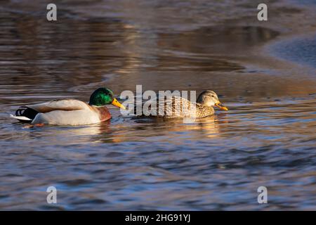 Ein Paar Stockenten auf dem Wasser - eine männliche und eine weibliche Ente Stockfoto