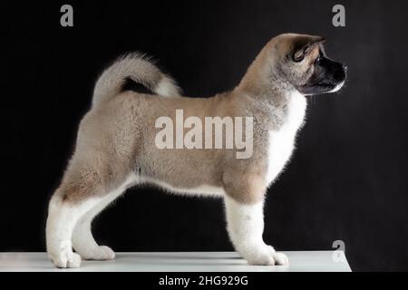 Profilansicht des reinrassigen kleinen Welpen des amerikanischen akita Rassehundes, der auf schwarzem Hintergrund steht Stockfoto