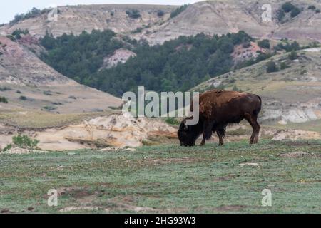 American Bison auf dem Gebiet des Theodore Roosevelt NP, North Dakota Stockfoto