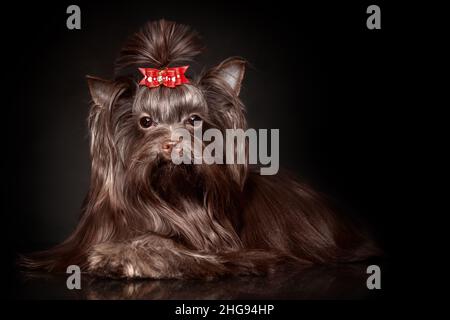 Schöner Yorkshire Terrier Hund mit langen Haaren von dunkelbrauner Schokoladenfarbe mit roter Schleife liegend auf schwarzem Hintergrund Stockfoto