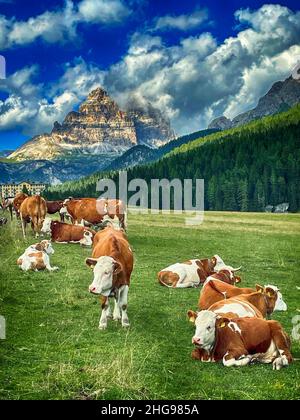 Herde von Kühen auf einem Feld mit drei Zinnen Di Lavaredo im Hintergrund, Dolomiten, Südtirol, Italien Stockfoto