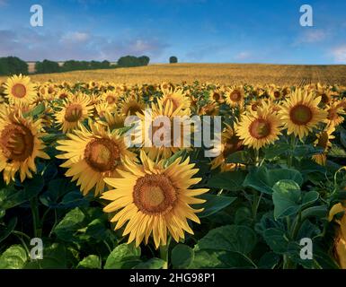 Sonnenblumenköpfe blühen in einem Sonnenblumenfeld in der frühmorgenden Sonne (Helianthus Annus). Öffnen Sie gelbe Sonnenblumenköpfe in einem Loire-Feld. Stockfoto