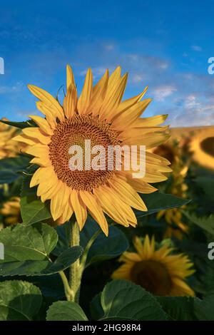 Sonnenblumenköpfe blühen in einem Sonnenblumenfeld in der frühmorgenden Sonne (Helianthus Annus). Öffnen Sie gelbe Sonnenblumenköpfe in einem Loire-Feld. Stockfoto