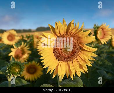 Sonnenblumenköpfe blühen in einem Sonnenblumenfeld in der frühmorgenden Sonne (Helianthus Annus). Öffnen Sie gelbe Sonnenblumenköpfe in einem Loire-Feld. Stockfoto