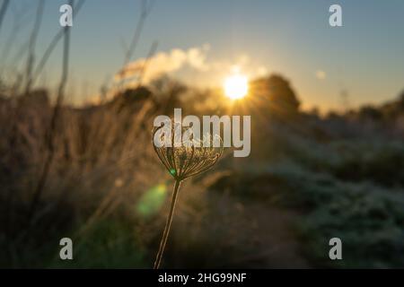 Nahaufnahme einer wilden Karottenblume, Daucus carota maximus, bei Sonnenaufgang an einem sonnigen Wintertag auf der Insel Mallorca, Spanien Stockfoto