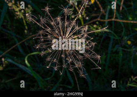 Nahaufnahme einer wilden Karottenblume, Daucus carota maximus, bei Sonnenaufgang an einem sonnigen Wintertag auf der Insel Mallorca, Spanien Stockfoto