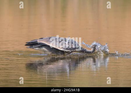 Nahaufnahme eines wilden, britischen Graureiher-Vogels (Ardea cinerea), isoliert in Aktion, Angeln im Wasser. Stockfoto