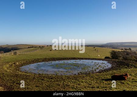 Ein sonniger Tag auf Ditchling Beacon in Sussex mit Kühen um einen Taupeich Stockfoto