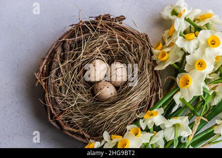 Narcissus blüht neben drei Eiern in einem Vogelnest Stockfoto