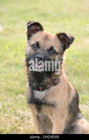 Border X Jack Russell Terrier  Norfolk UK Stockfoto