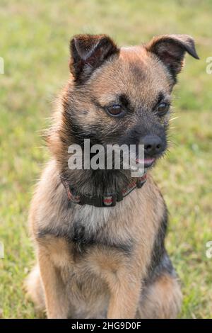 Border X Jack Russell Terrier  Norfolk UK Stockfoto