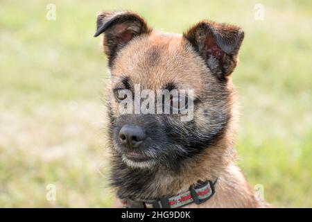 Border X Jack Russell Terrier  Norfolk UK Stockfoto