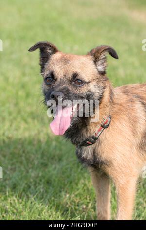 Border X Jack Russell Terrier  Norfolk UK Stockfoto