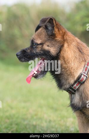 Border X Jack Russell Terrier  Norfolk UK Stockfoto